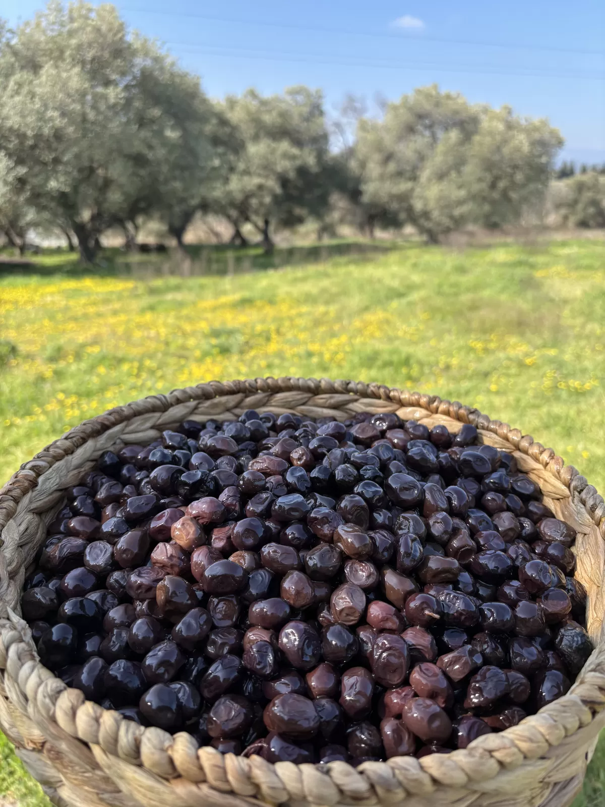 Köy Avlusu Siyah Zeytini(321-350)
