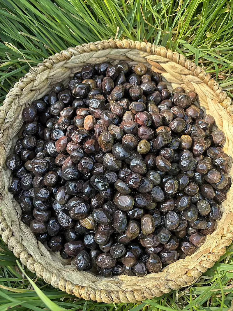 Hasat İrisi Siyah Zeytin