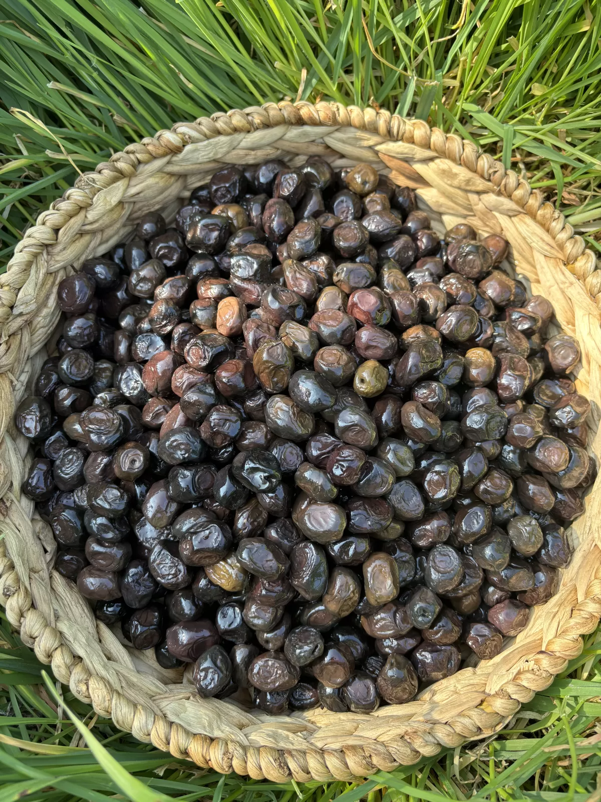 Hasat İrisi Siyah Zeytin