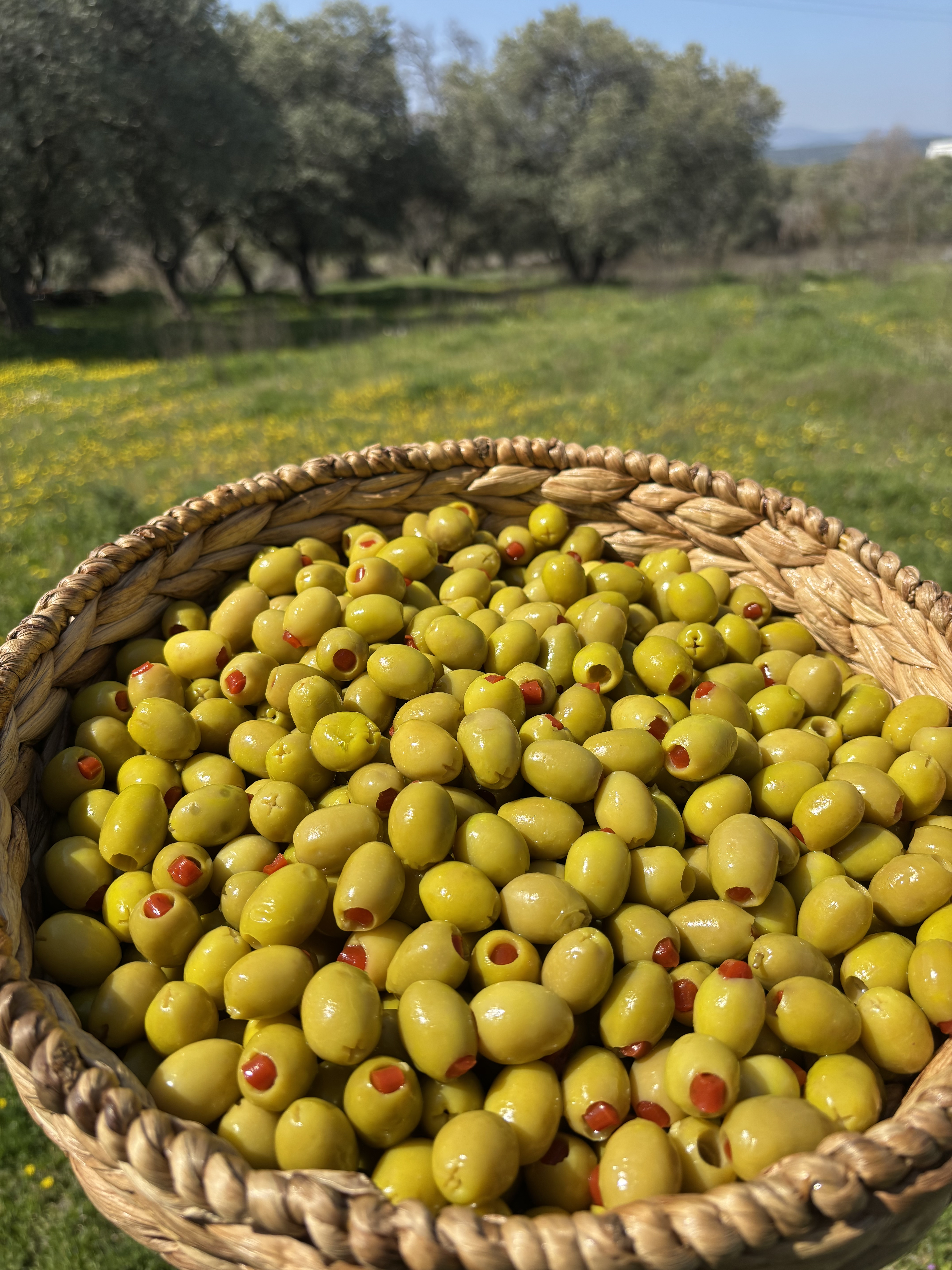 Biber Dolgulu Yeşil Zeytin(Orta Boy)231-260