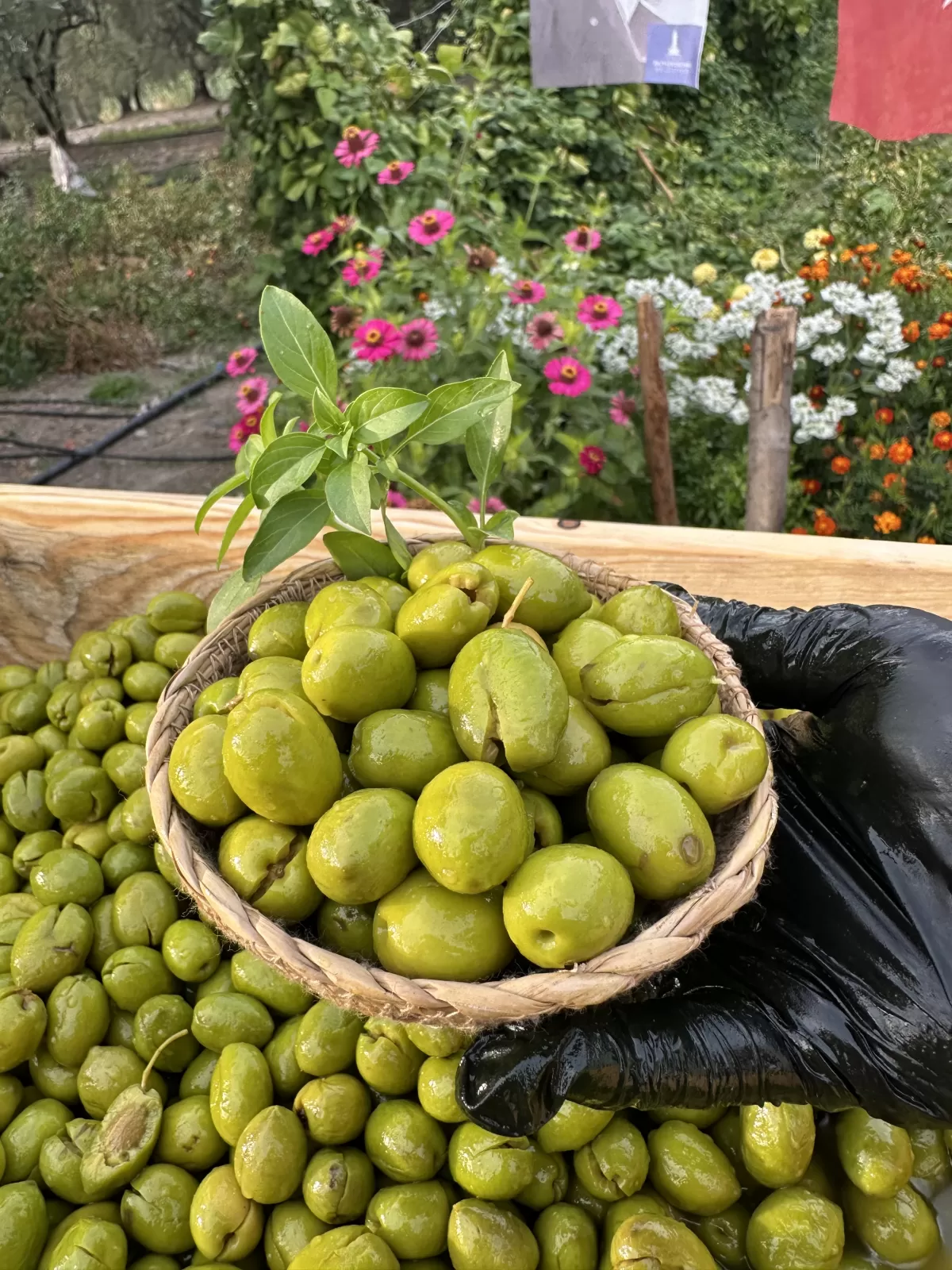 Yeni Hasat Taze Kırma