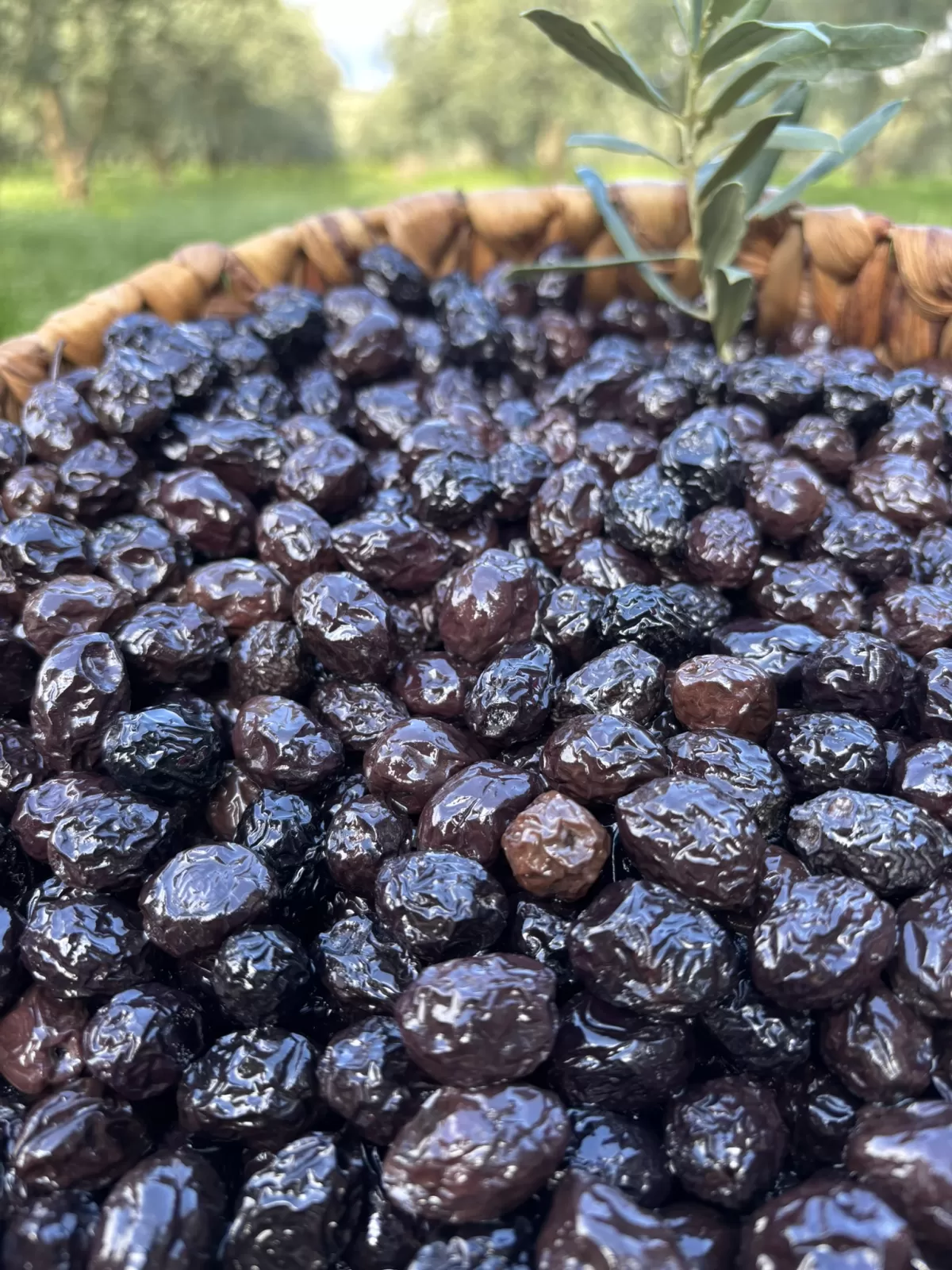 Kuru Sele Siyah Zeytin  (351-380)2XS