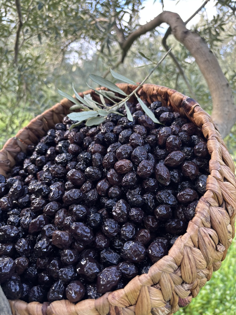 Kuru Sele Siyah Zeytin  (351-380)2XS