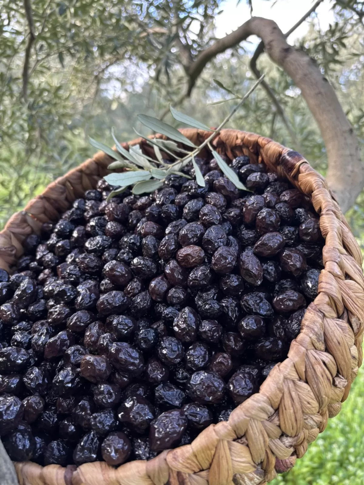 Kuru Sele Siyah Zeytin  (351-380)2XS