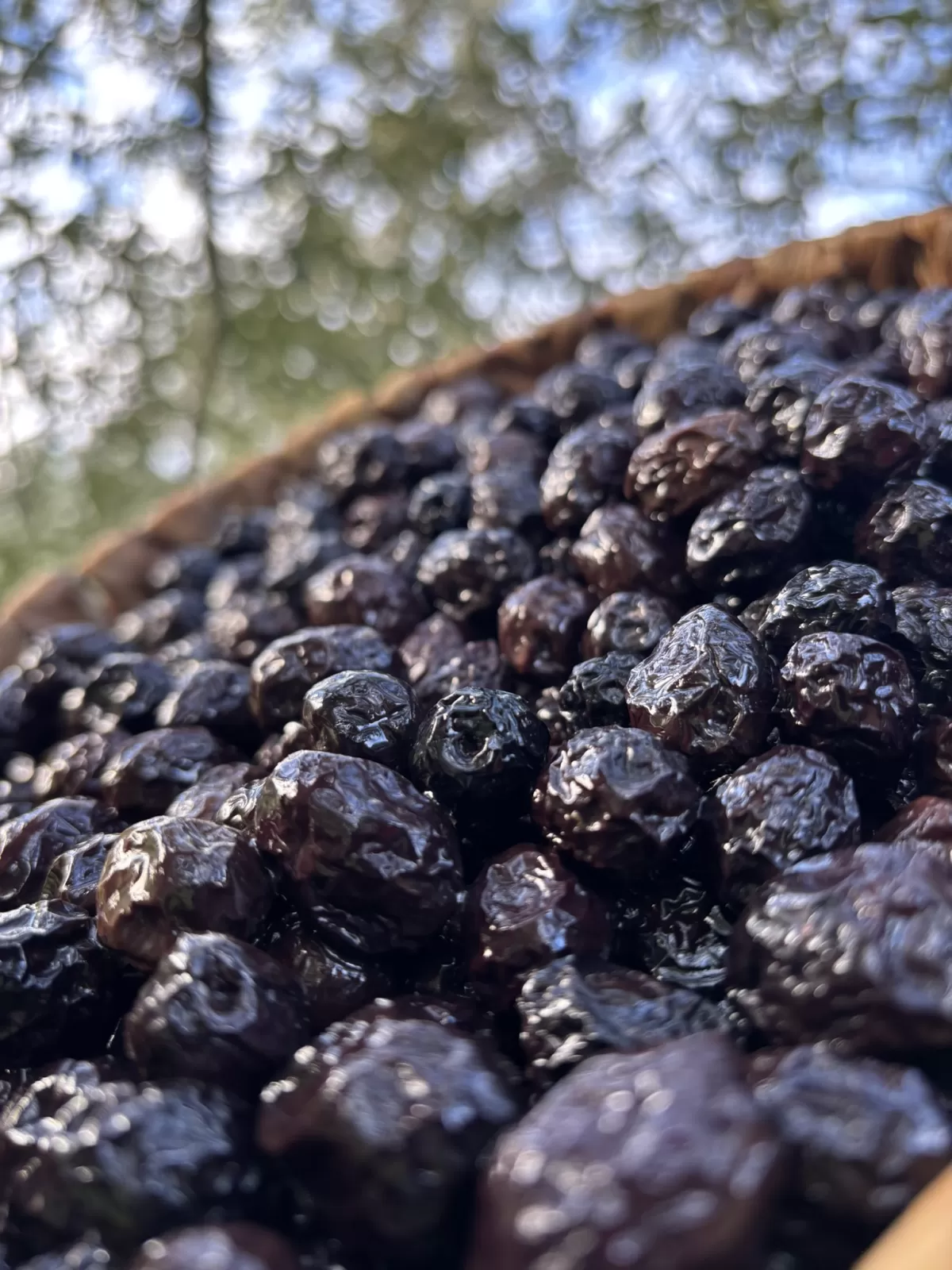 Kuru Sele Siyah Zeytin  (351-380)2XS